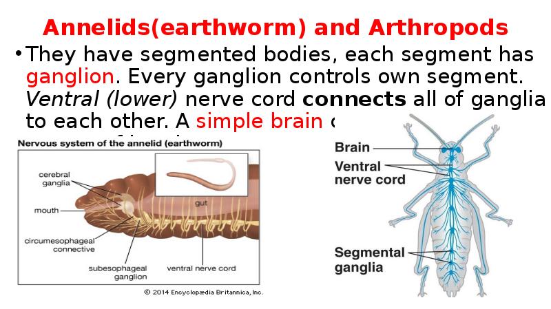 Annelids(earthworm) and Arthropods They have segmented bodies, each segment has ganglion.