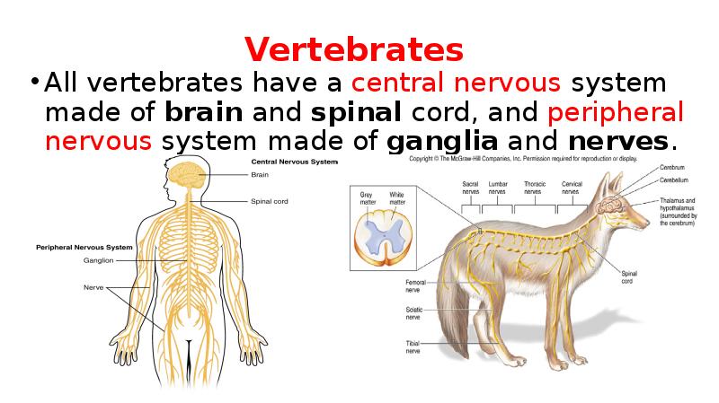 Vertebrates  All vertebrates have a central nervous system made of