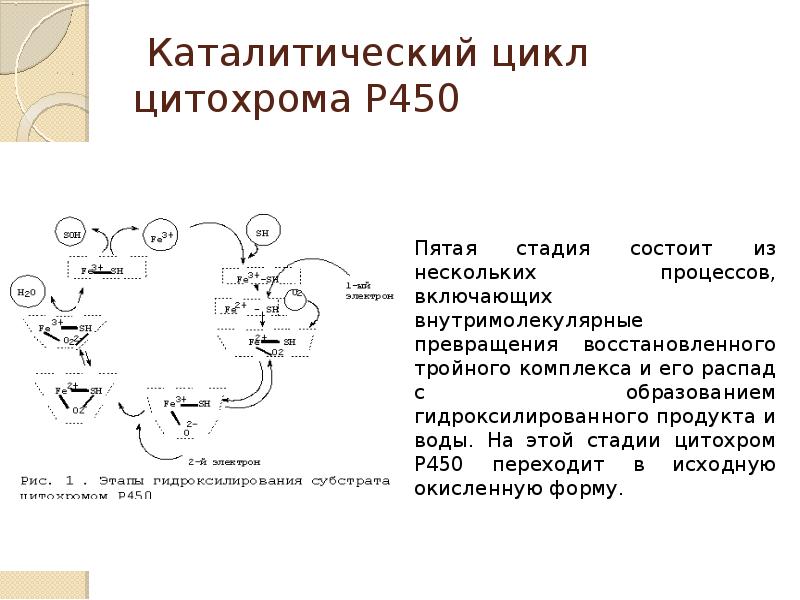 Каталитическая функция воды. Каталитический цикл цитохрома p450. Схема функционирования цитохрома р450. Цитохром р450 субстрат. Система цитохрома p450.