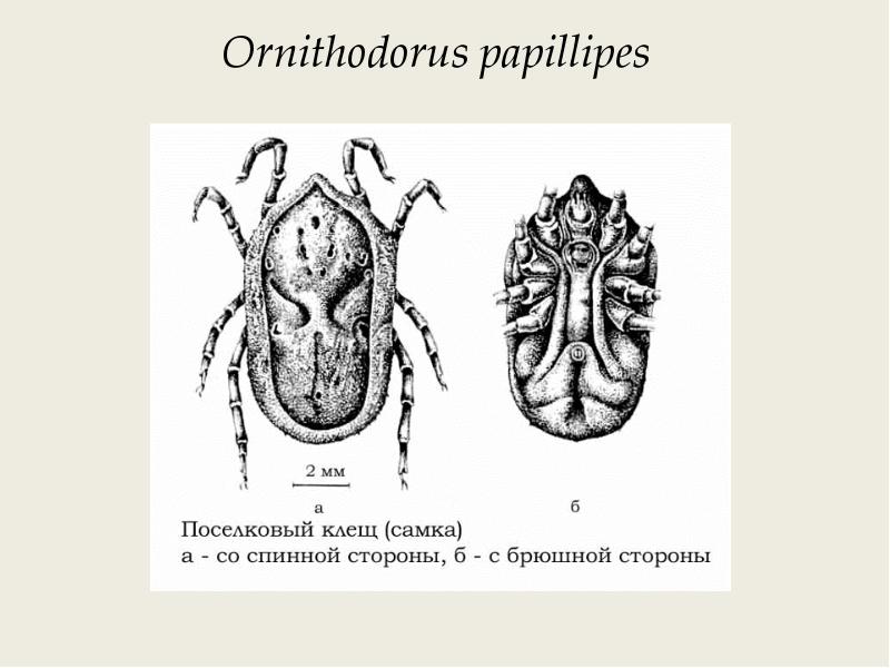 Аргасовые клещи рисунок