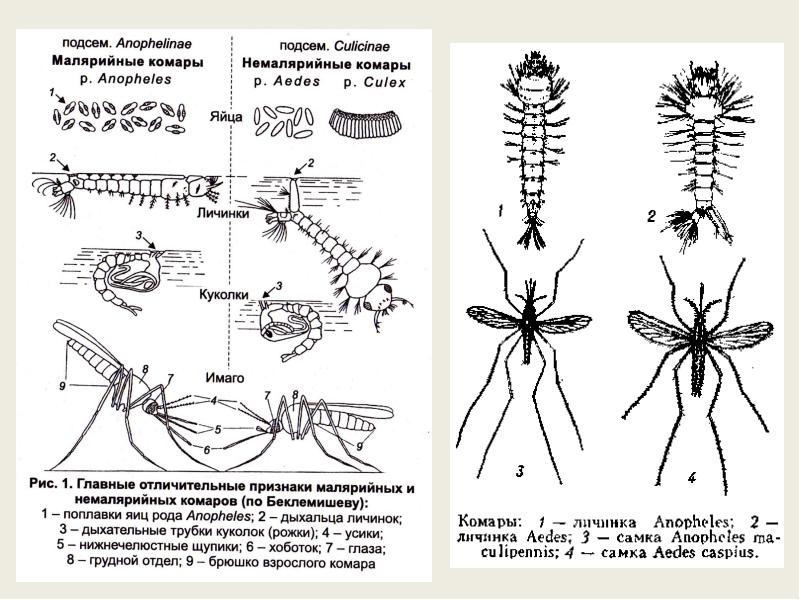 Какой тип развития у комара. Личинка малярийного комара строение. Личинка комара рода Anopheles и Culex. Комар рода Anopheles личинка строение. Куколки комаров рода Anopheles.