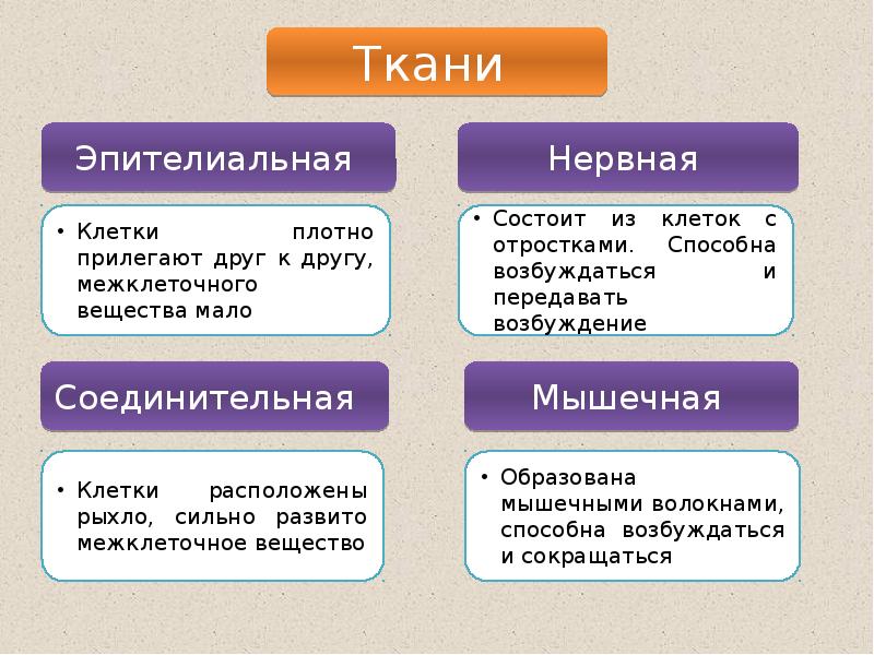 Ткани человека схема