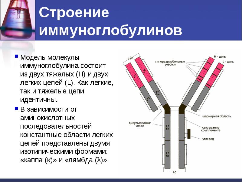 На рисунке выделен участок молекулы иммуноглобулина