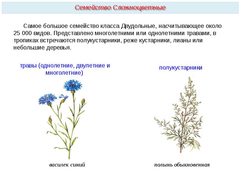 Злаки 2 сложноцветные. Полукустарники сложноцветных. Сложноцветные двудольные или. Василек Луговой семейство Сложноцветные. Двудольные семейство Сложноцветные.