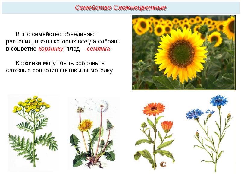 Семейство астровые презентация