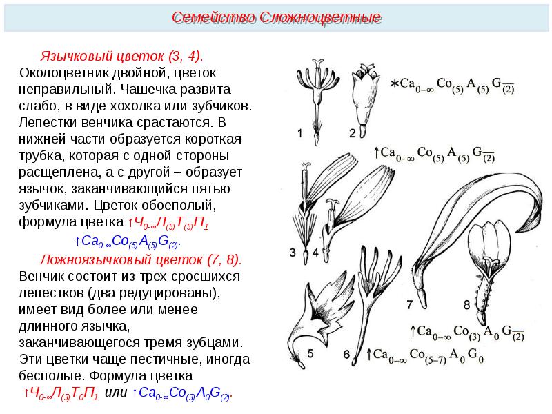 Схема цветка сложноцветных