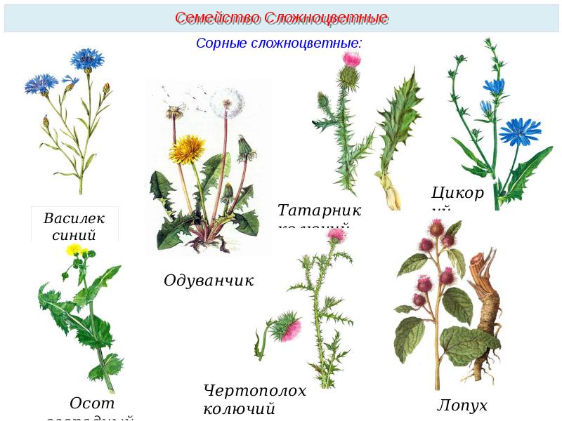 Сорные растения презентация