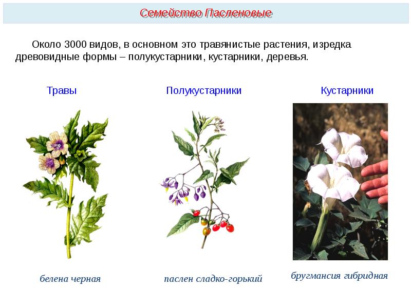 Семейство растений цветов