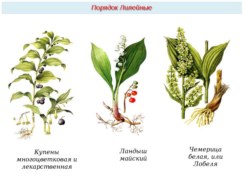 Презентация семейство пасленовые 7 класс