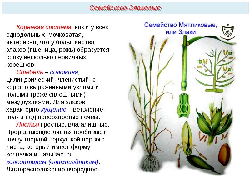 Семейство злаковые презентация 6 класс