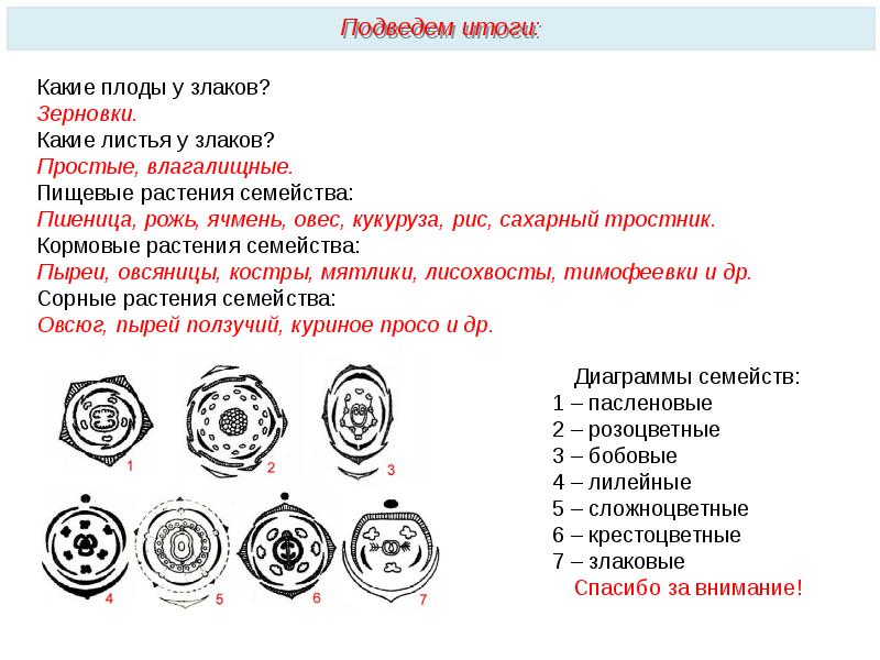 Диаграмма цветка двудольных растений