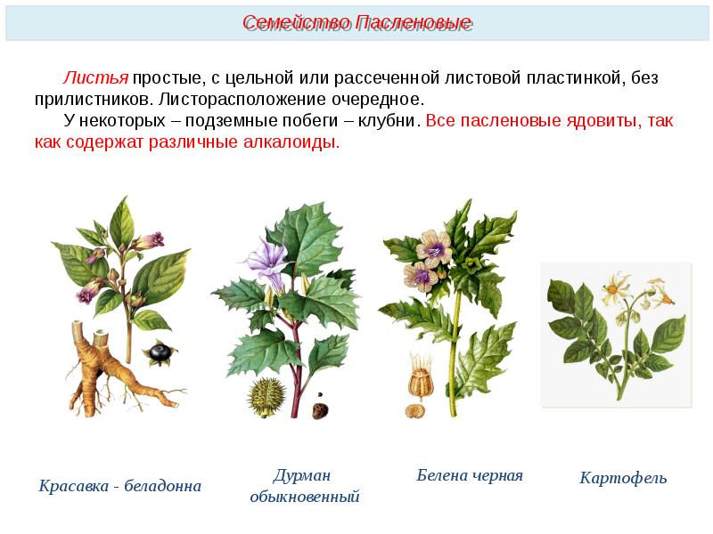 Презентация на тему пасленовые 7 класс