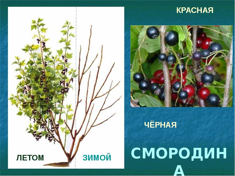 Куст смородины картинка для детей