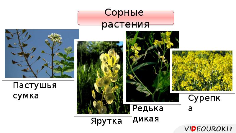 Семейство крестоцветные проект