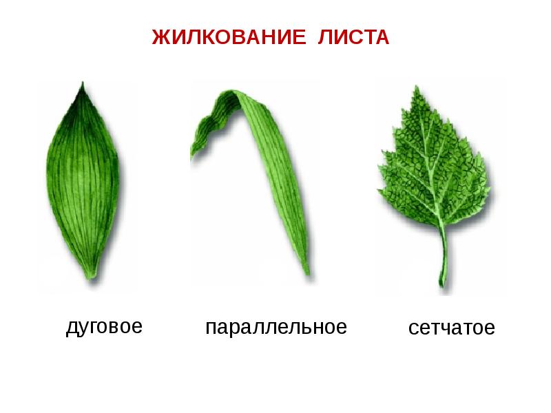 Подпишите рисунки жилкование листа