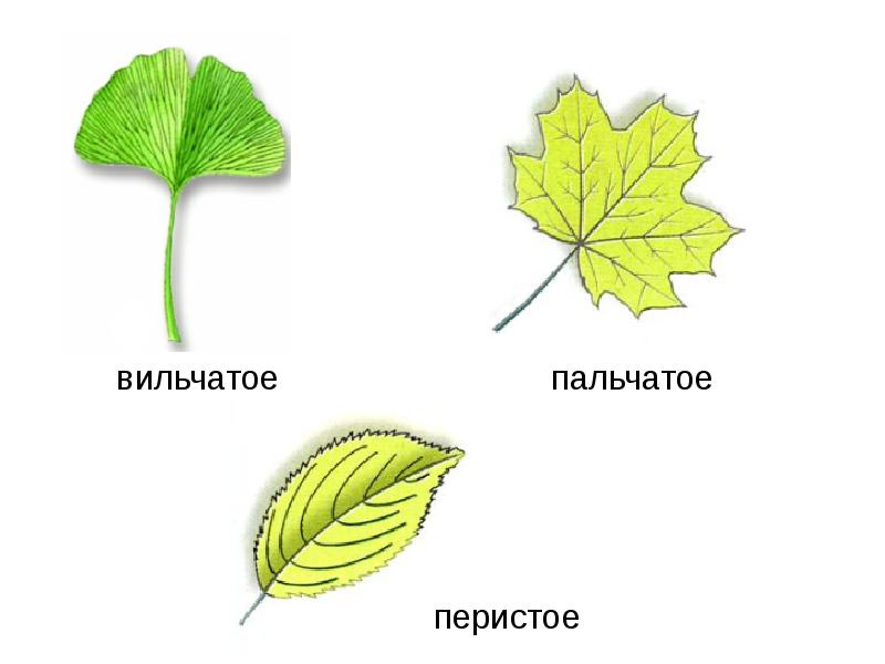 Из чего состоит презентация из листов из рисунков