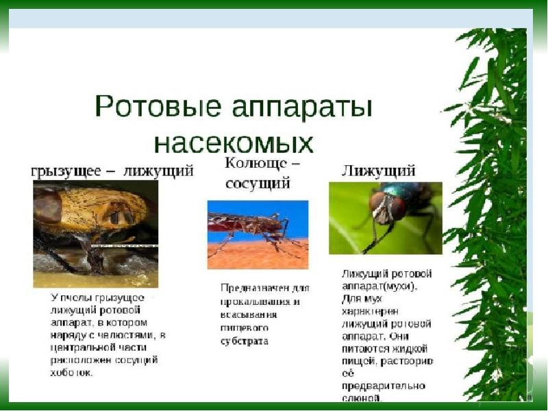 Питание животных презентация. Питание животных. Питание животных биология. Питание животных 5 класс биология. Травоядные животные презентация.