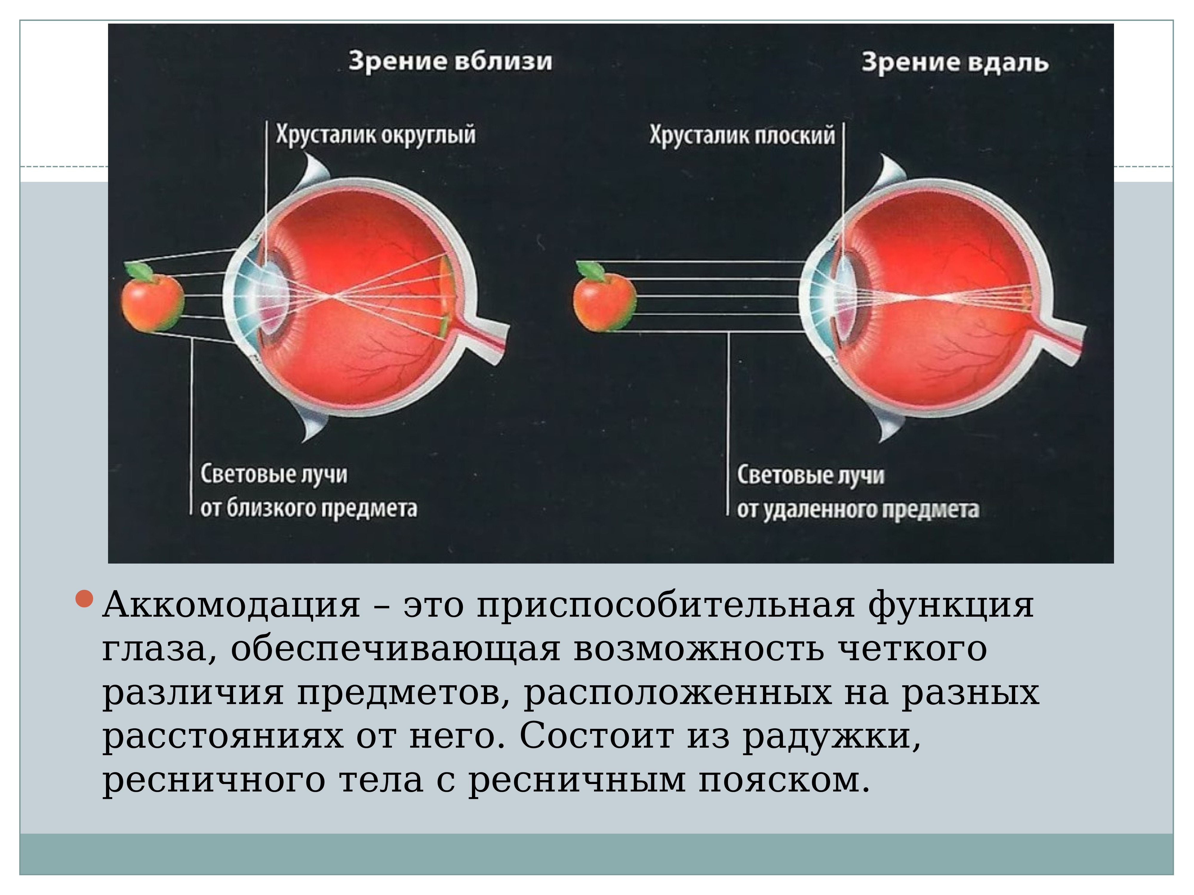 Какое зрение у человека с 1. Аккомодация хрусталика глаза. Аккомодация аккомодационный аппарат. Функции аккомодационного аппарата глаза. Аккомодация хрусталикмэто.