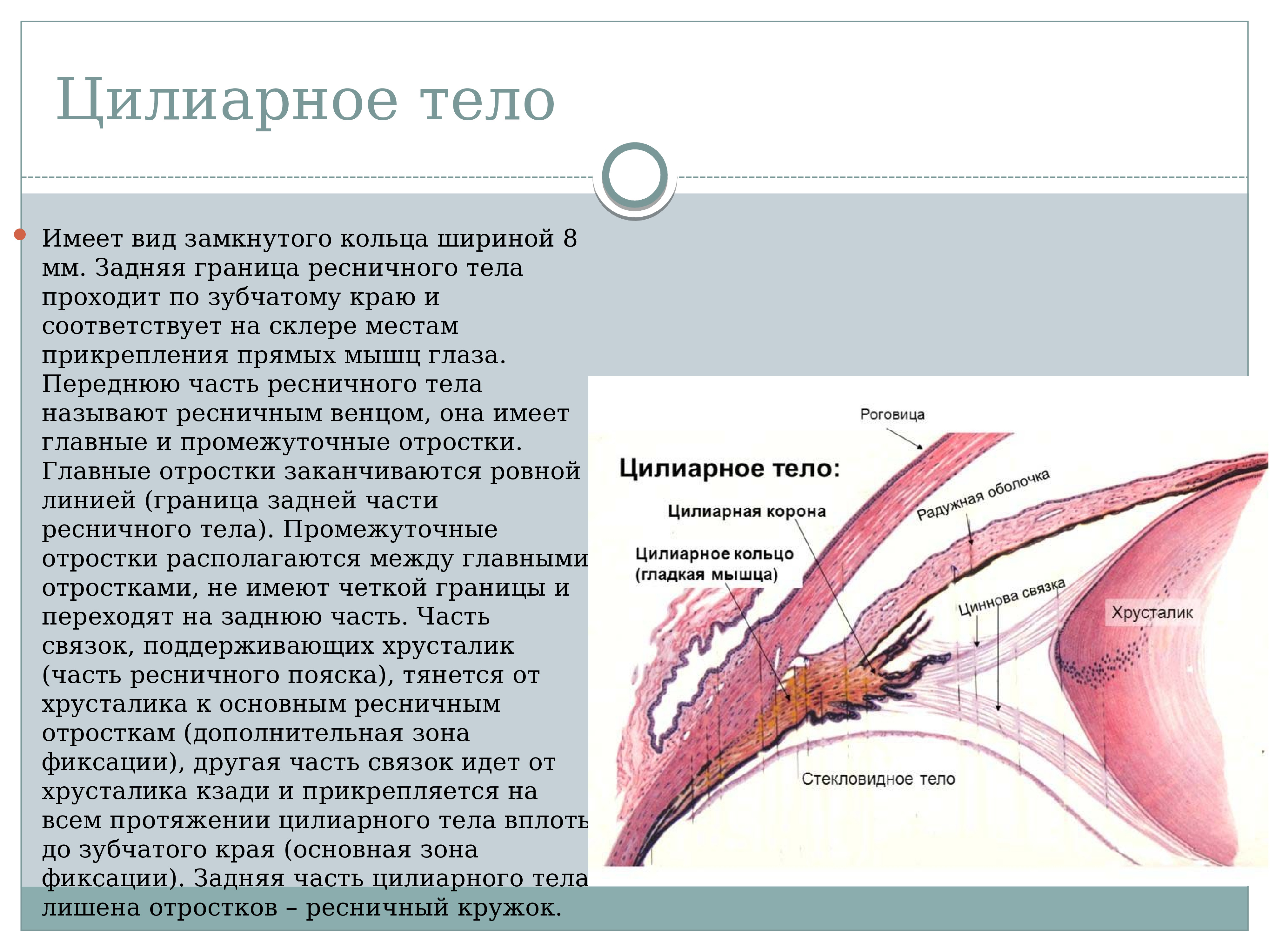 Ресничное тело. Аккомодационный аппарат гистология. Ресничное тело и цилиарное тело. Цилиарное тело функции гистология. Ресничное тело строение.