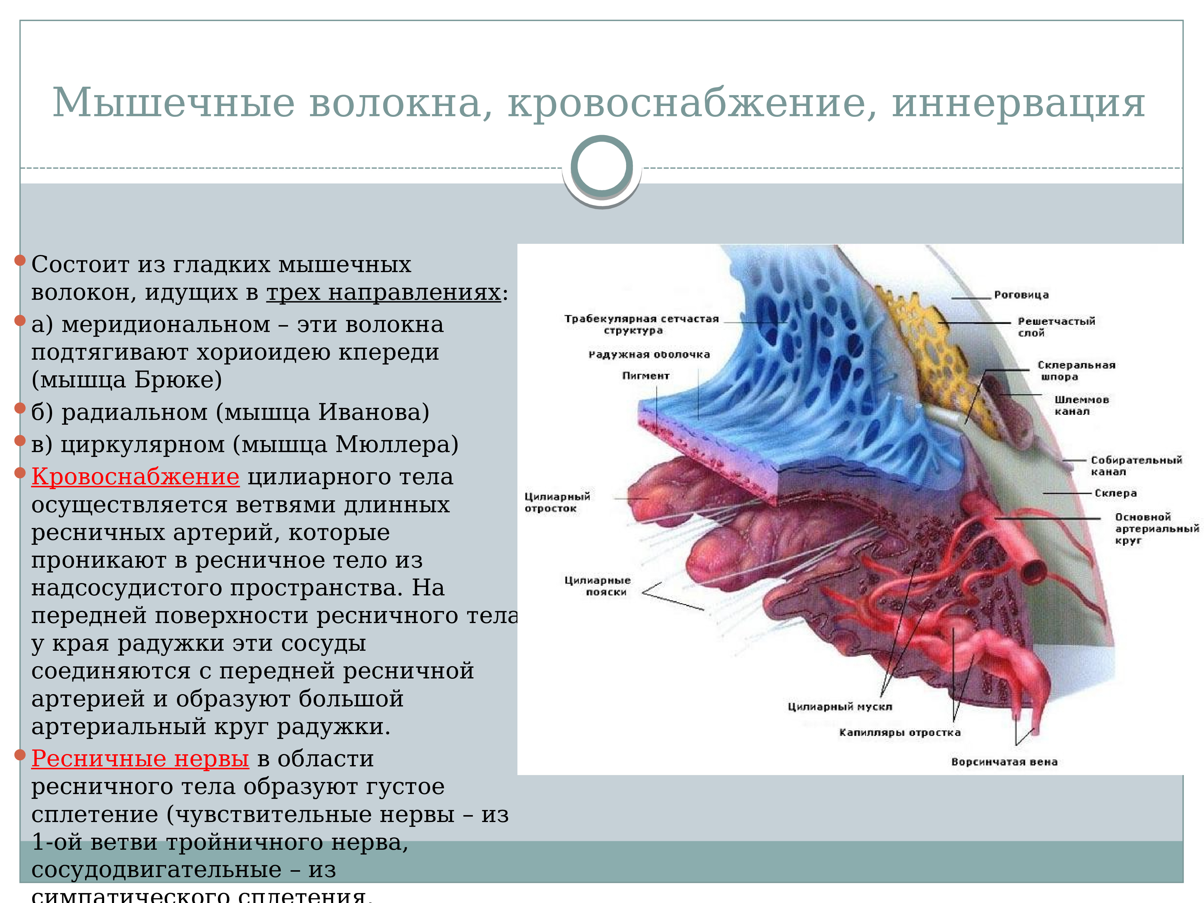 Кровоснабжение мышц. Кровоснабжение мышечных волокон. Ресничное тело кровоснабжение. Кровоснабжение цилиарного тела. Кровоснабжение и иннервация.