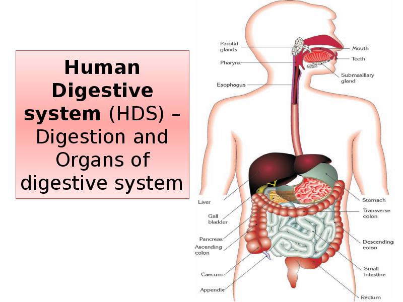 Human Digestive system (HDS) – Digestion and Organs of digestive system Human Digestive system (HDS) – Digestion and Organs of digestive system