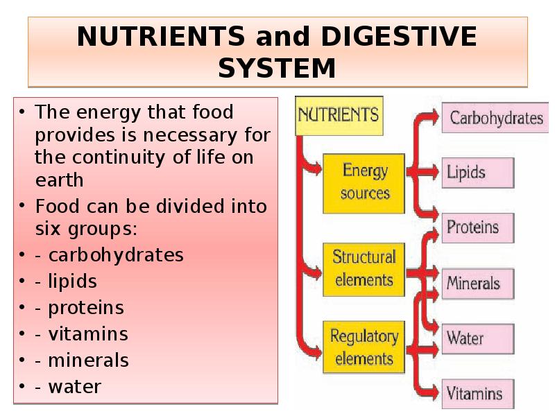NUTRIENTS and DIGESTIVE SYSTEM
The energy that food provides is necessary NUTRIENTS and DIGESTIVE SYSTEM
The energy that food provides is necessary