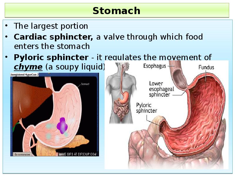 Stomach
The largest portion
Cardiac sphincter, a valve through which food Stomach
The largest portion
Cardiac sphincter, a valve through which food