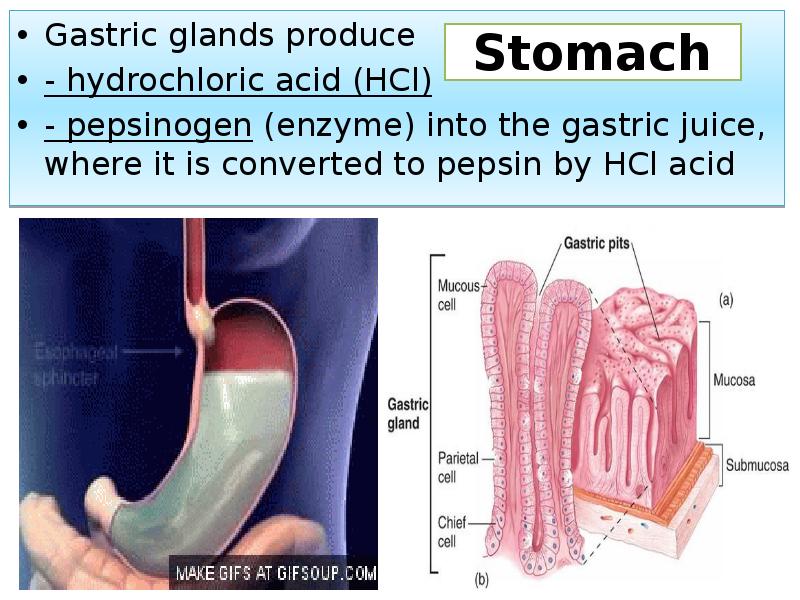 Stomach
Gastric glands produce
- hydrochloric acid (HCl)
- pepsinogen (enzyme) Stomach
Gastric glands produce
- hydrochloric acid (HCl)
- pepsinogen (enzyme)