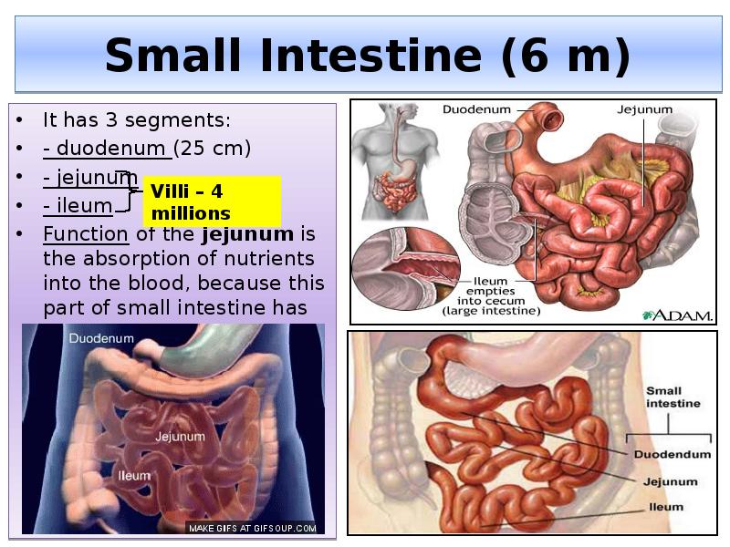 Small Intestine (6 m)
It has 3 segments:
- duodenum (25 Small Intestine (6 m)
It has 3 segments:
- duodenum (25