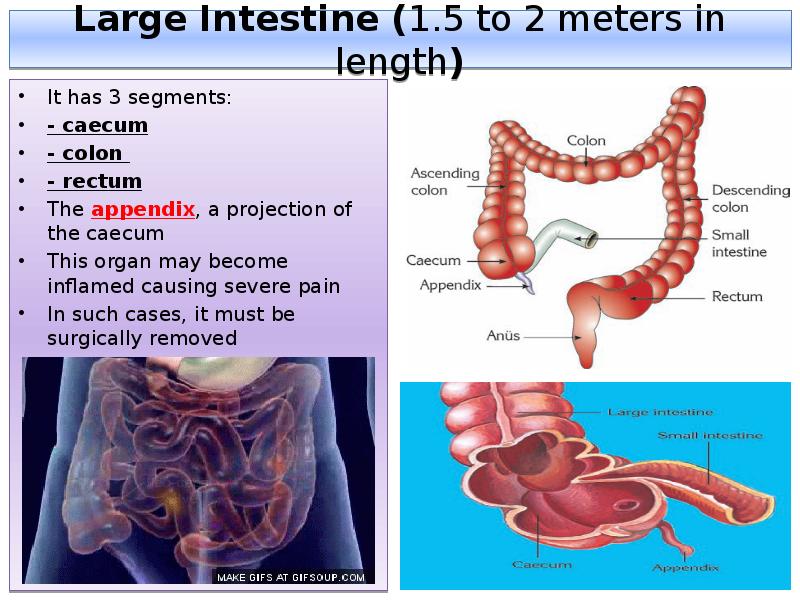 Large Intestine (1.5 to 2 meters in length)
It has 3 Large Intestine (1.5 to 2 meters in length)
It has 3