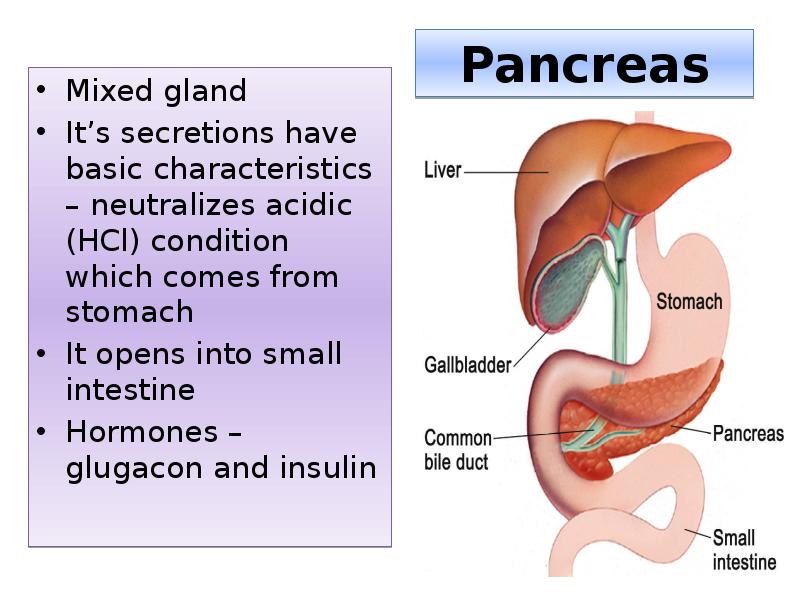 Pancreas
Mixed gland
It’s secretions have basic characteristics – neutralizes acidic Pancreas
Mixed gland
It’s secretions have basic characteristics – neutralizes acidic