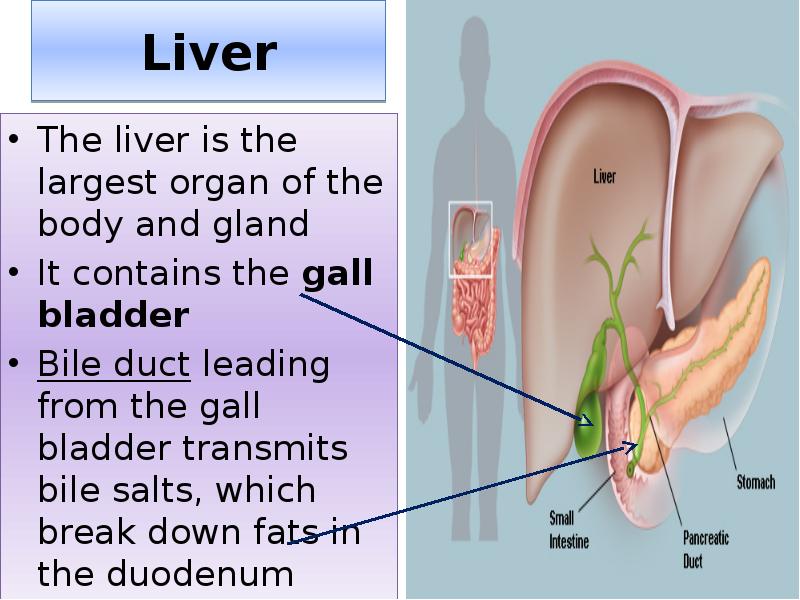 Liver
The liver is the largest organ of the body and Liver
The liver is the largest organ of the body and