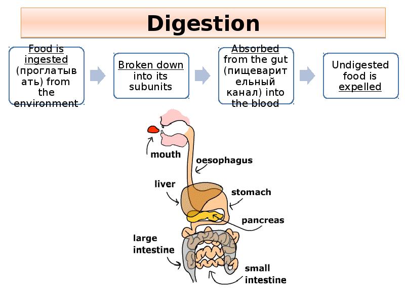 Digestion Digestion