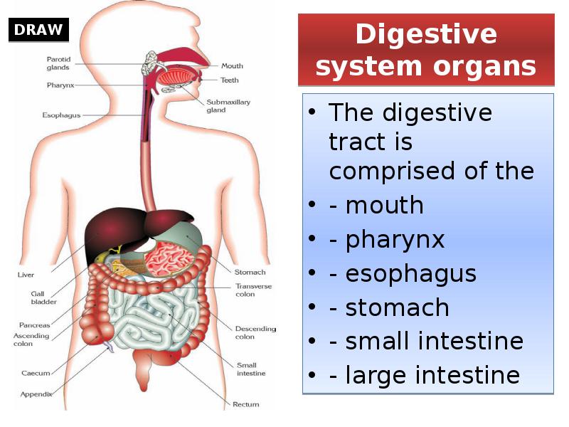 Digestive system organs
The digestive tract is comprised of the
Digestive system organs
The digestive tract is comprised of the