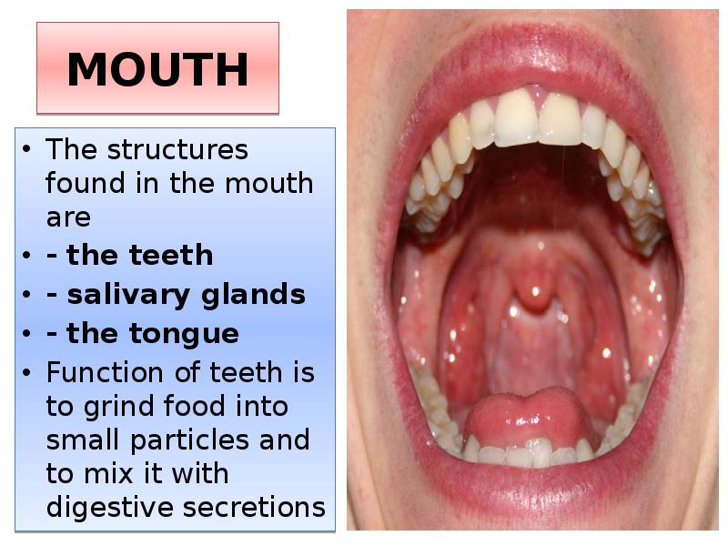 MOUTH
The structures found in the mouth are
- the MOUTH
The structures found in the mouth are
- the