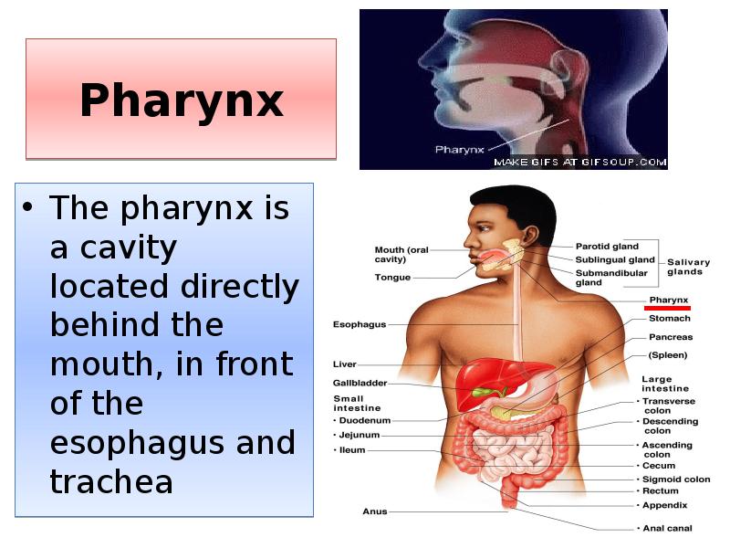Pharynx
The pharynx is a cavity located directly behind the mouth, Pharynx
The pharynx is a cavity located directly behind the mouth,