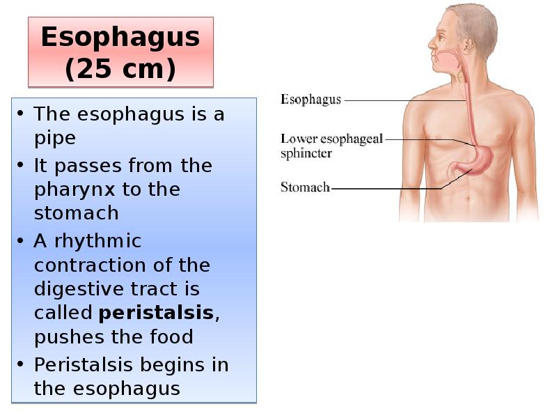 Esophagus (25 cm)
The esophagus is a pipe
It passes from Esophagus (25 cm)
The esophagus is a pipe
It passes from
