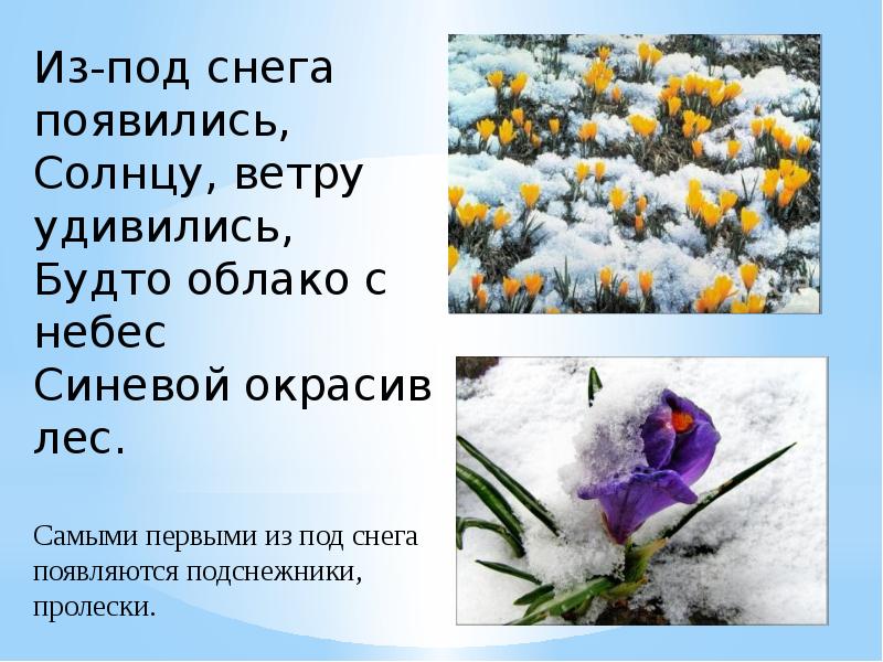 Весною это дерево белое и пушистое будто облако основная мысль и план текста