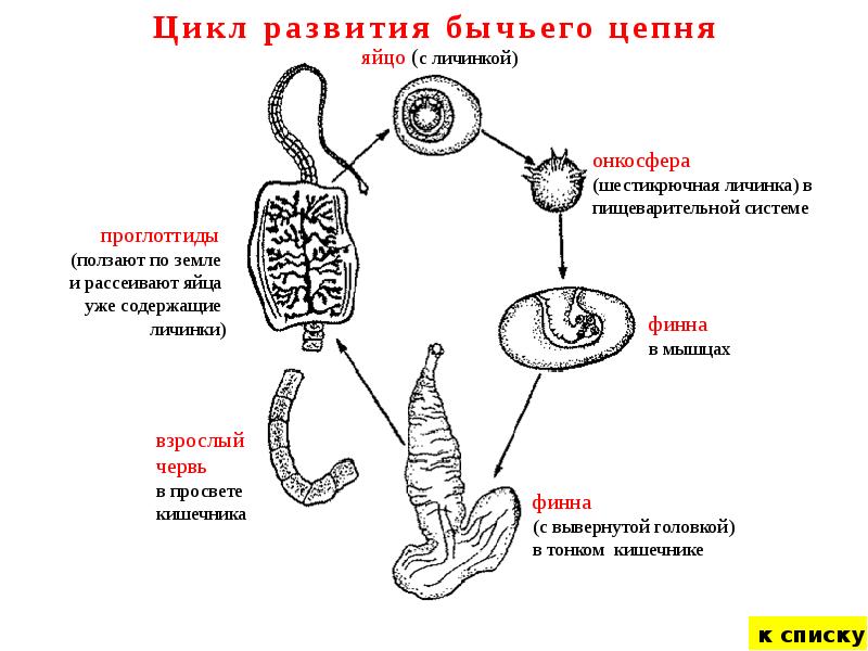 Схема жизненный цикл угрицы кишечной