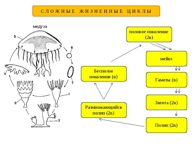 Жизненный цикл медузы схема