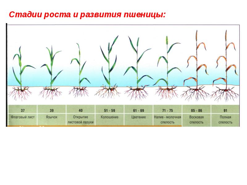 Рост и развитие презентация