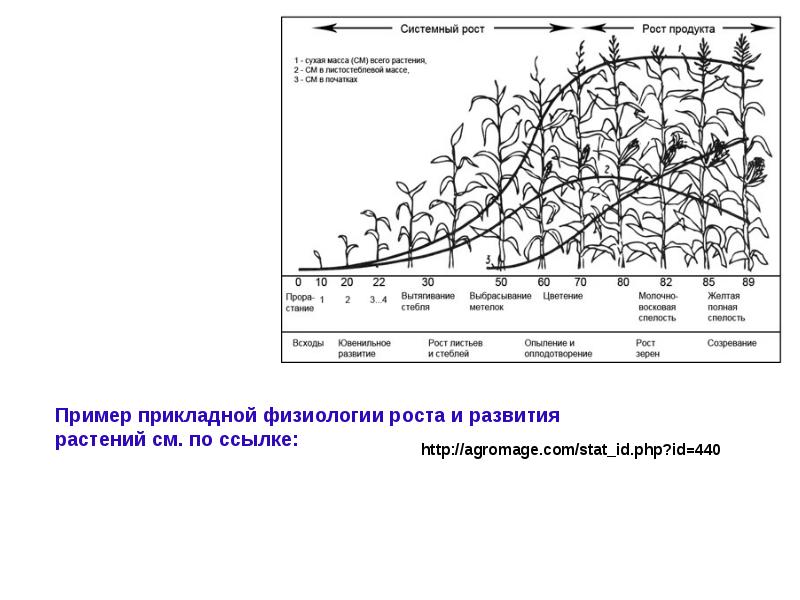 Рост и развитие растений схема