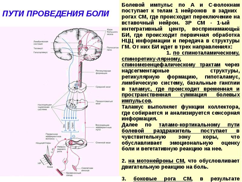 Схема болевой чувствительности