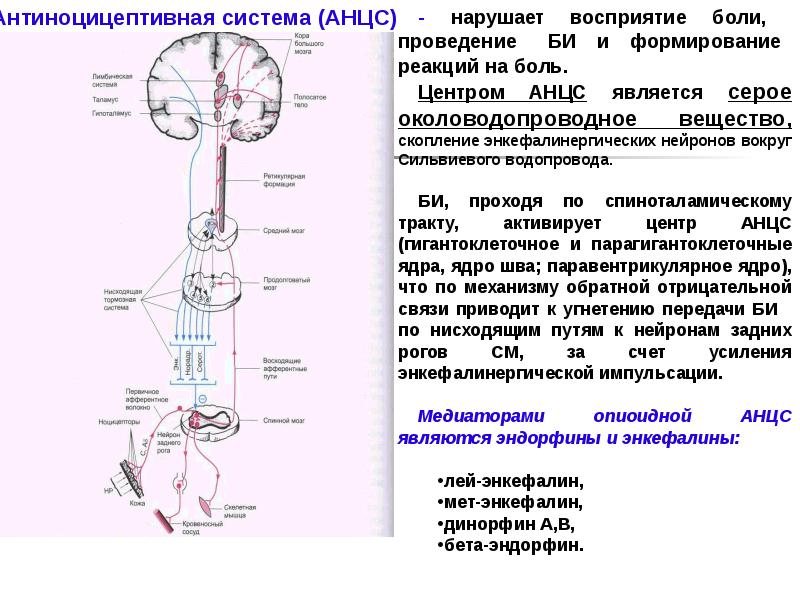 Схема антиноцицептивной системы