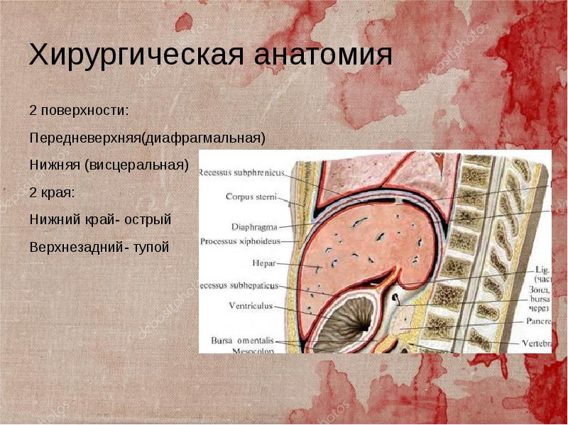 Трансплантация почек презентация