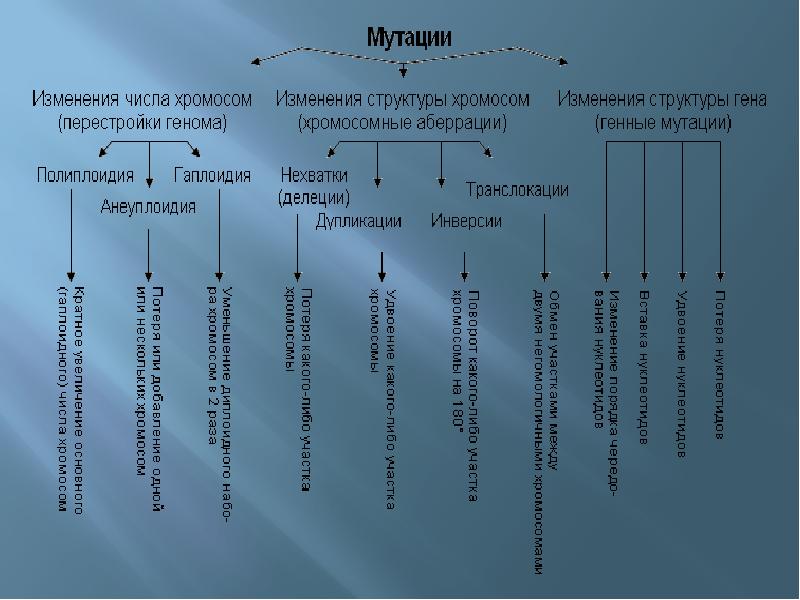 Мутации биология презентация