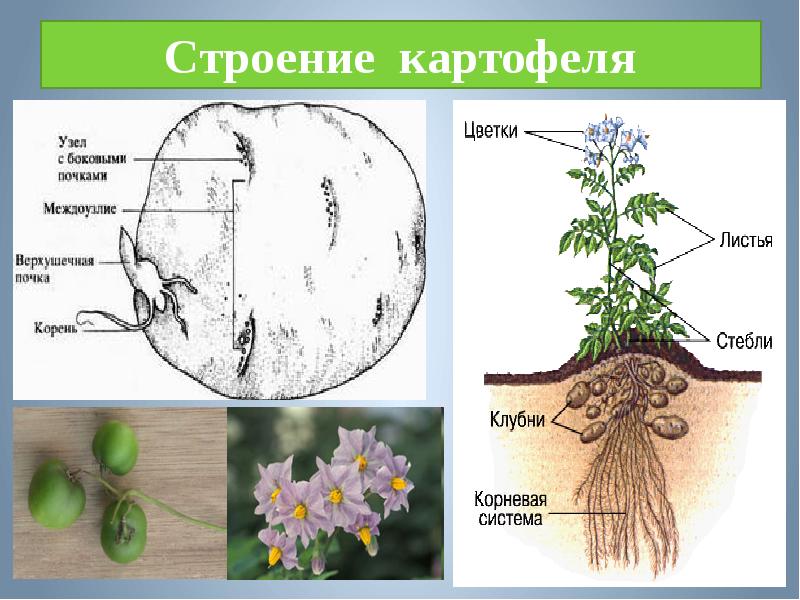 Презентация про картофель 6 класс по биологии