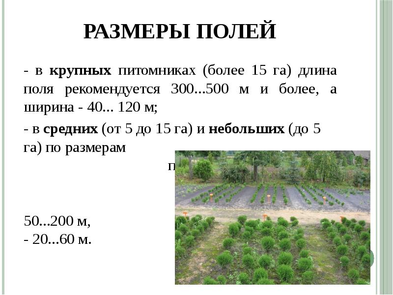 План сад питомник