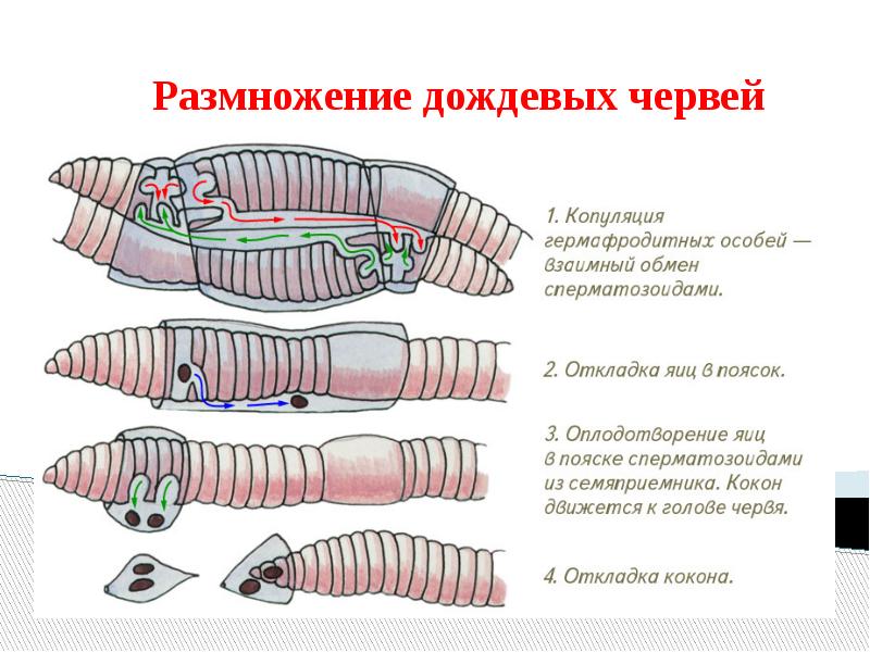 Стадии развития дождевого червя в картинках