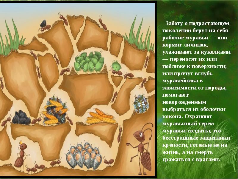 Муравейник презентация для детей